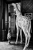 ParisCool - Une girafe chez Deyrolles
