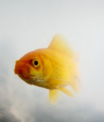 Cabillaud déguisé en poisson rouge pour échapper au triste sort de ses congénères