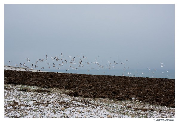 Vers le Cap Gris Nez - Comme un vol... de goélands!