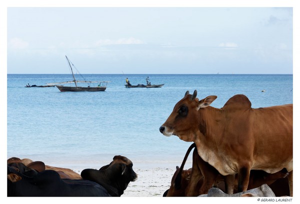 Zanzibar - Nungwy - vaches sur la plage