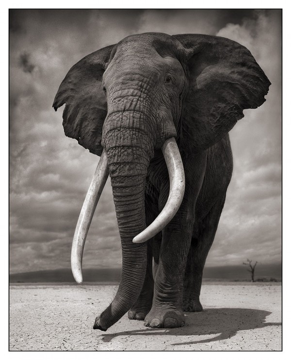 Elephant Drinking, Amboseli 2007. Killed by Poachers, 2009.