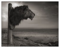Lion Trophy, Chyulu Hills, 2012