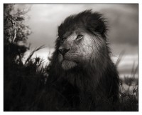 Lion in Shaft of Light, Maasai Mara, 2012