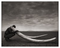 Ranger with Tusks of Killed Elephant,Amboseli 201