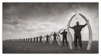 Line of Rangers w Tusks of Killed Elephants, 2011