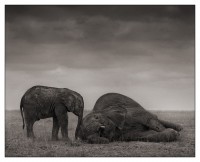 The Two Elephants, Amboseli 2012