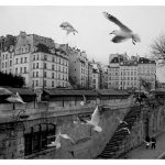 Today’s Picture: Envol de mouettes quai de Montebello
