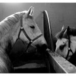 Today’s pictures – Lipizzan