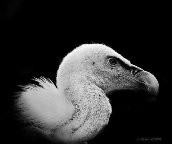 _dsc4675