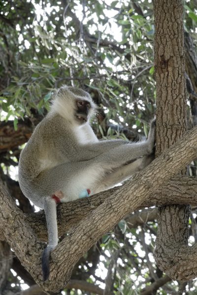 Digne représentant de l'espèce vervet bleu (Parc de Chobe - Botswana)