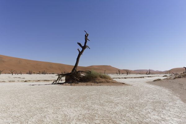 Le desert du Namib #5 - 2017