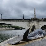 Une baleine s’est échouée quai de la Tournelle