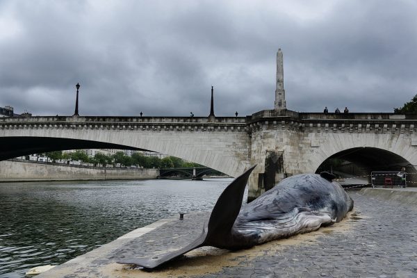 Une baleine s'est échouée quai de la Tournelle
