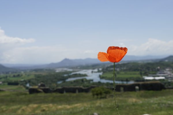 Le soleil levant sur sa tige fragile... 