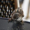 Le Moineau