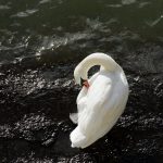 Today’s Picture : Le cygne du quai du Louvre
