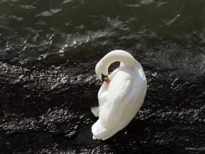 Today’s Picture : Le cygne du quai du Louvre