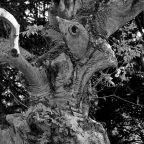 Today's pictures : la vengeance des arbres
