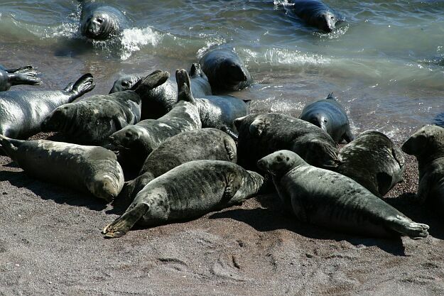 Qui trouble notre sieste?