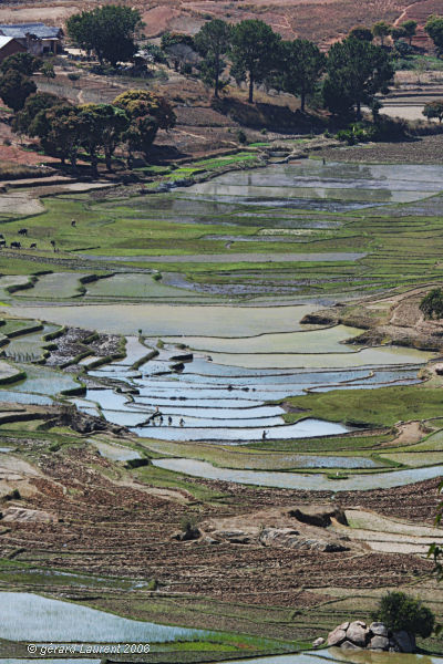 Madagascar - sur la route d'Isalo