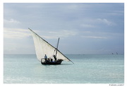 Zanzibar - Nungwy - boutre - hisse et haut la voile arabe