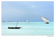 Zanzibar - Nungwy - boutres à la voile
