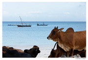 Zanzibar - Nungwy - vaches sur la plage
